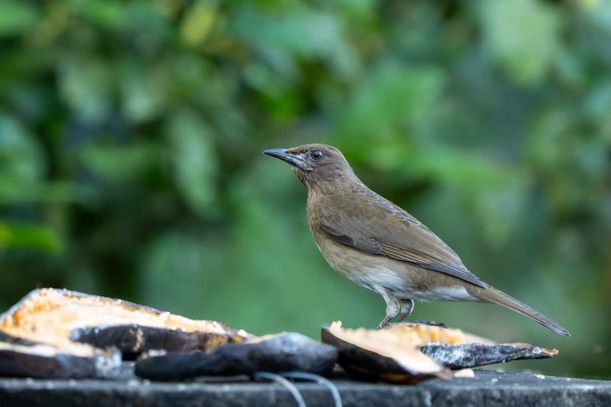 Black-billed Thrush - ML646970861