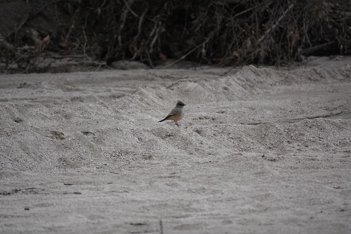 Say's Phoebe - ML646970864