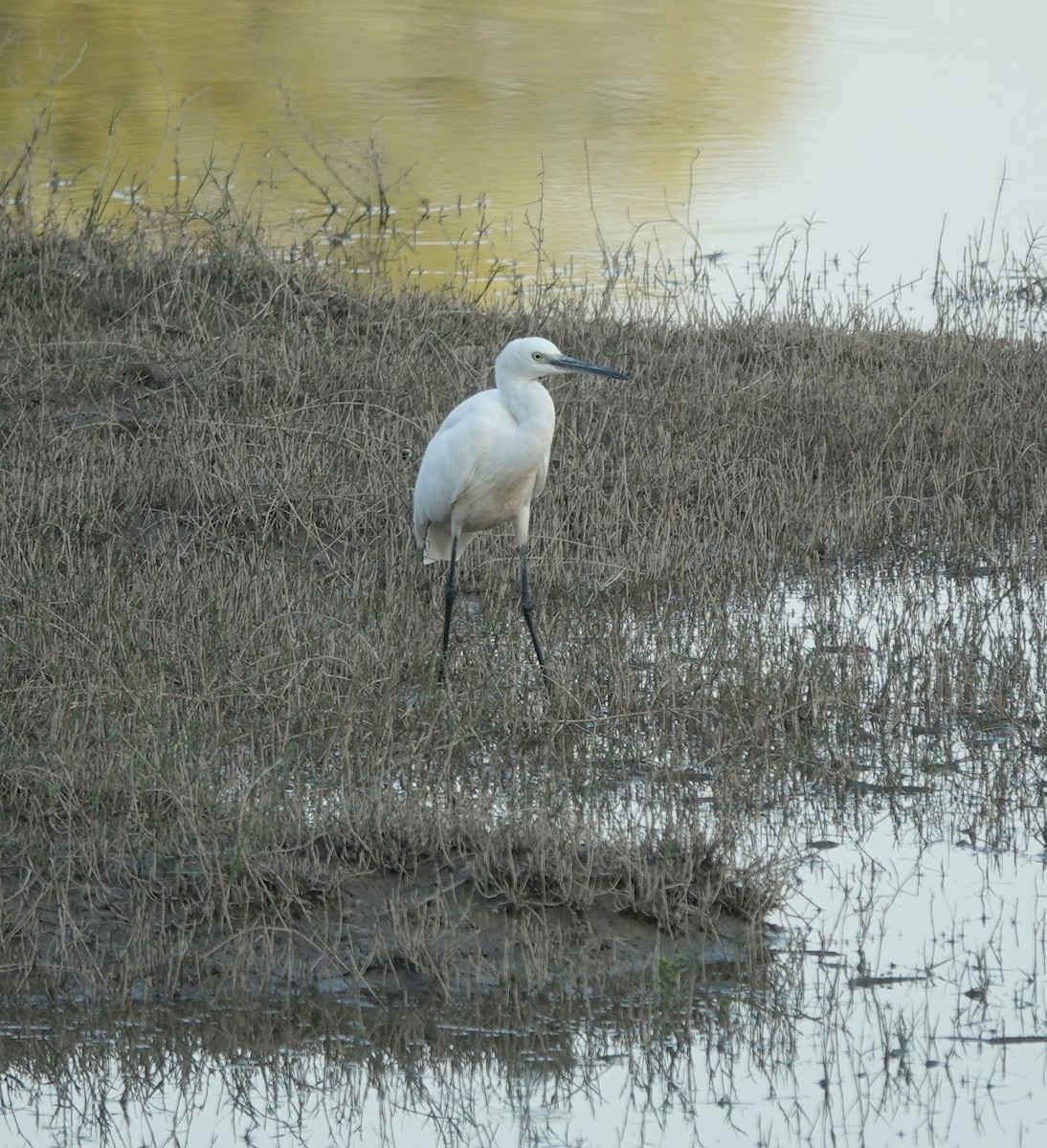 silkehegre - ML646970867