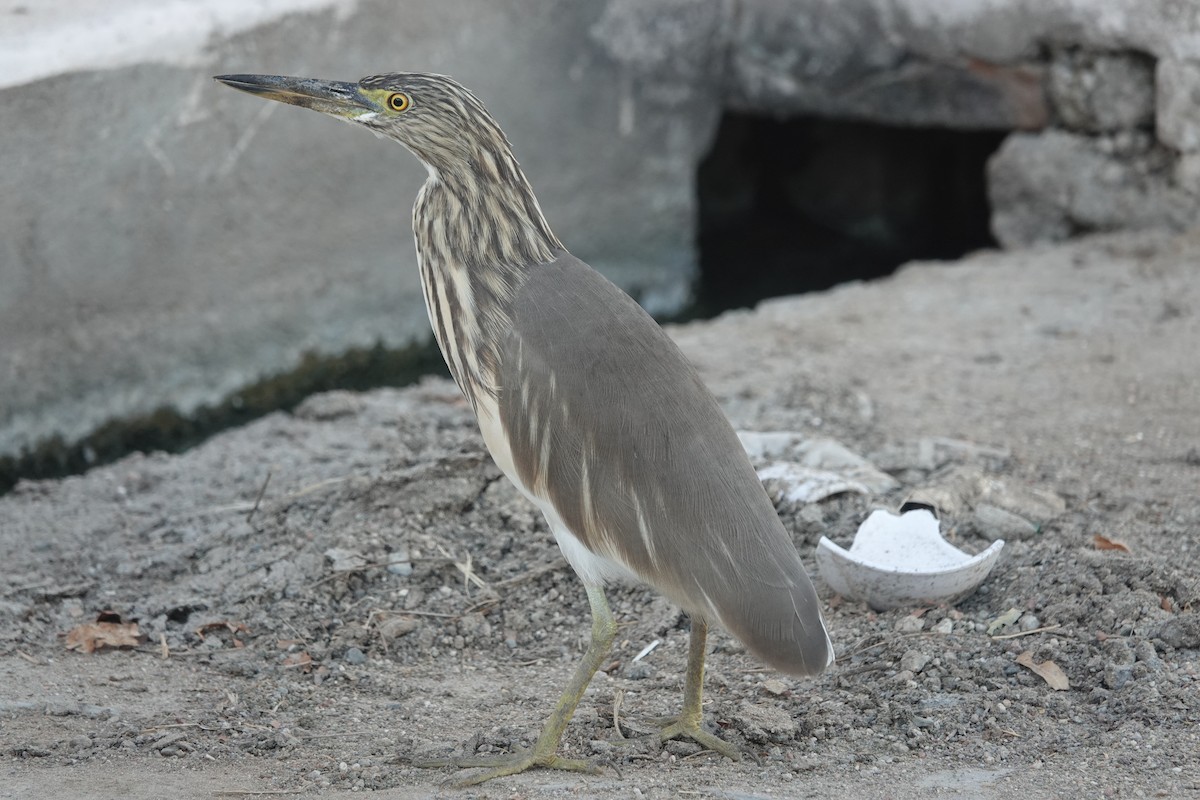 mangrovehegre - ML646970876