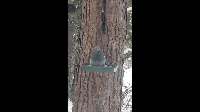 Rock Pigeon (Feral Pigeon) - ML646970877