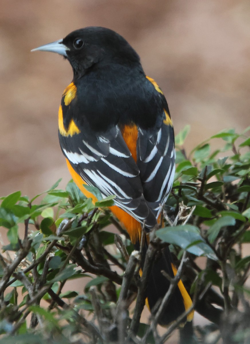 Baltimore Oriole - ML646970879