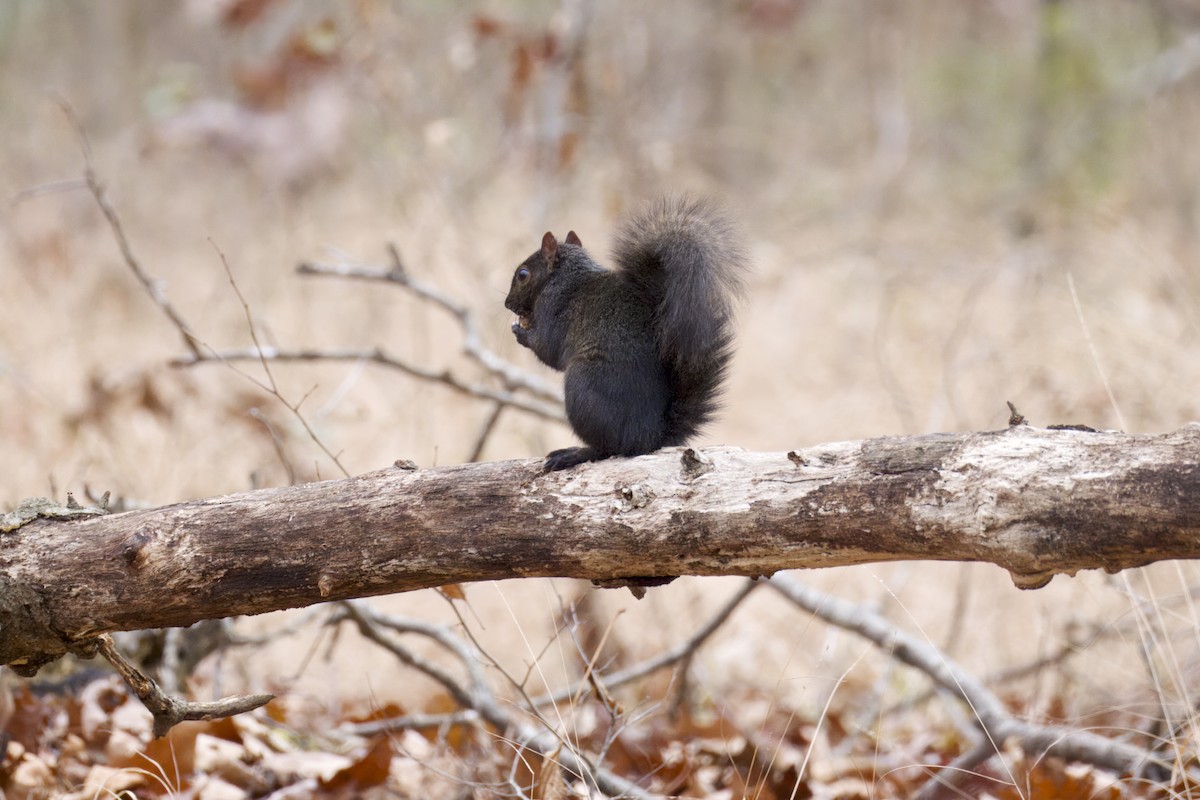 סנאי אפור - ML646970880
