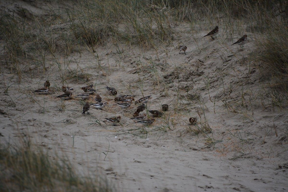 Snow Bunting - ML646970884