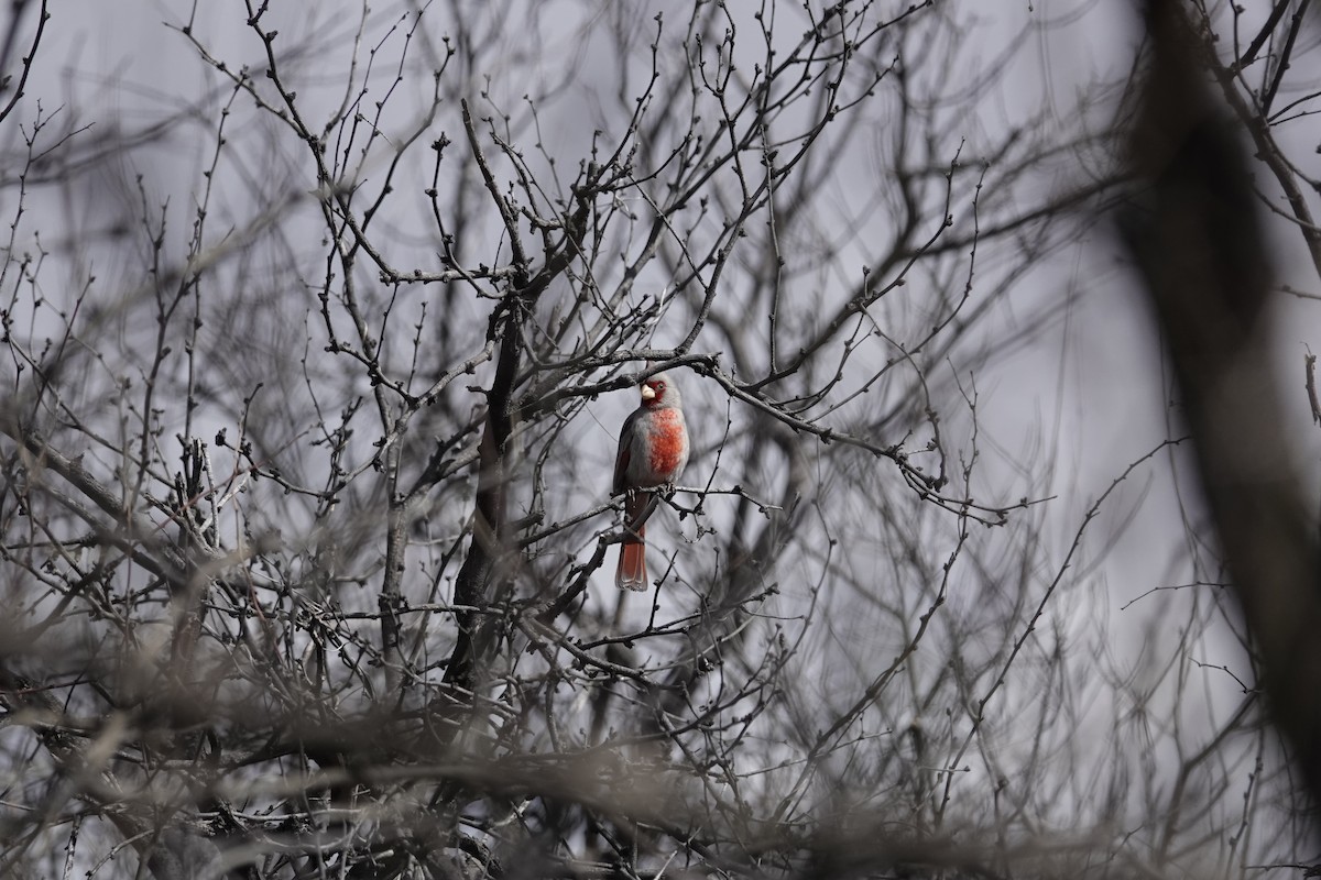 Pyrrhuloxia - ML646970885