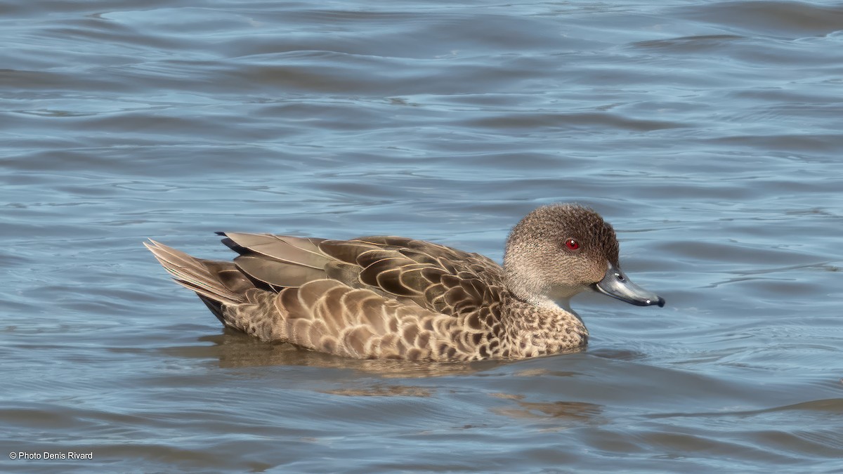 Gray Teal - ML646970889