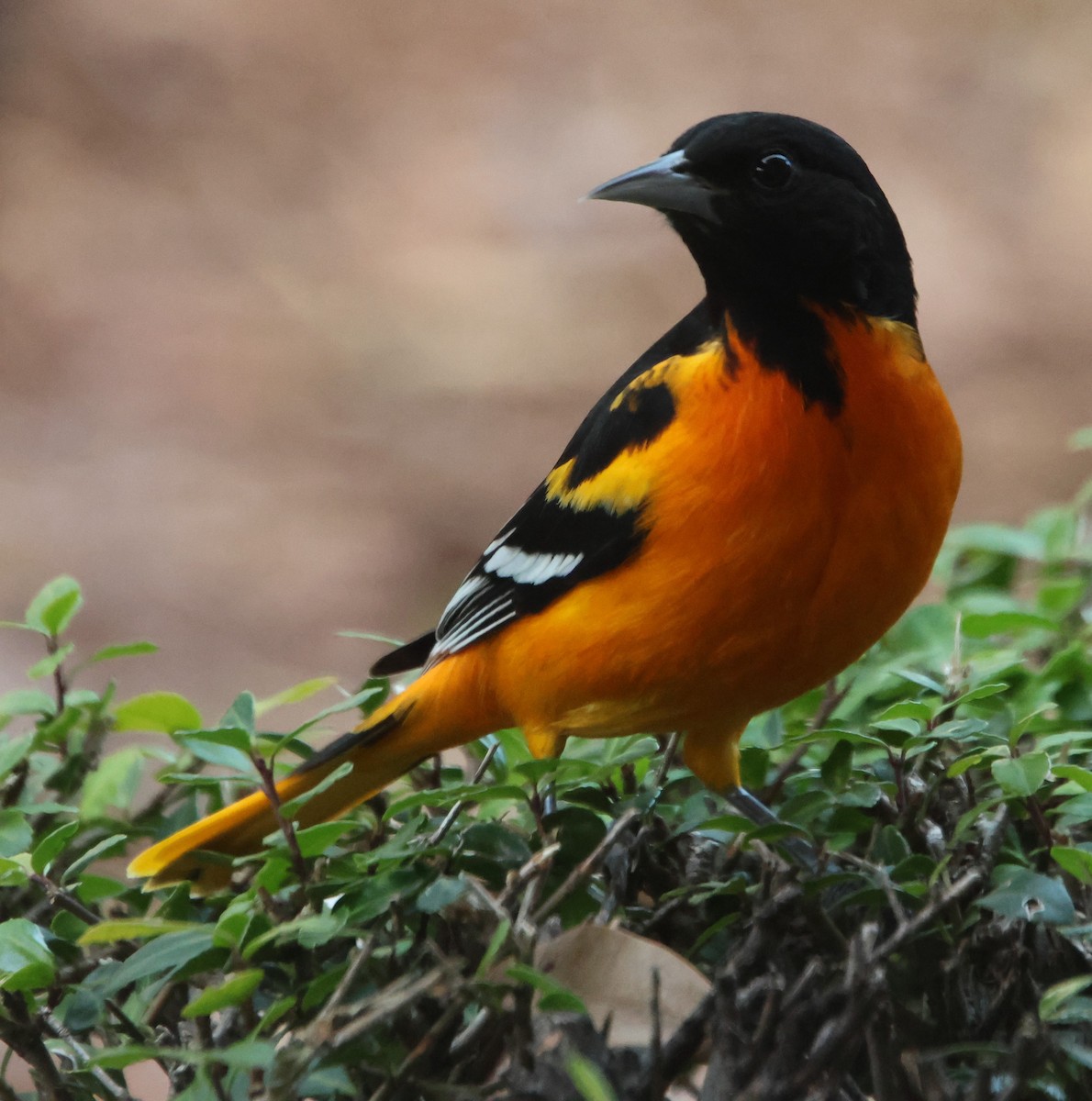 Baltimore Oriole - ML646970890