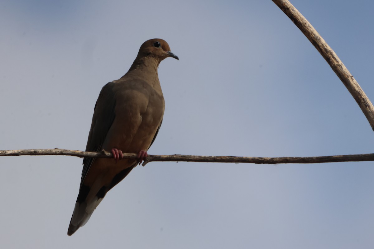 Uzun Kuyruklu Kumru - ML646970891