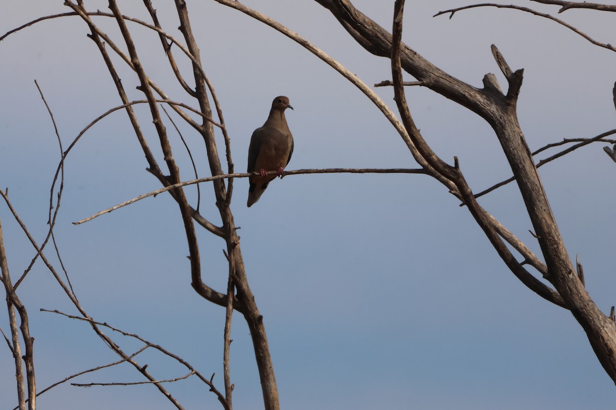 Uzun Kuyruklu Kumru - ML646970892