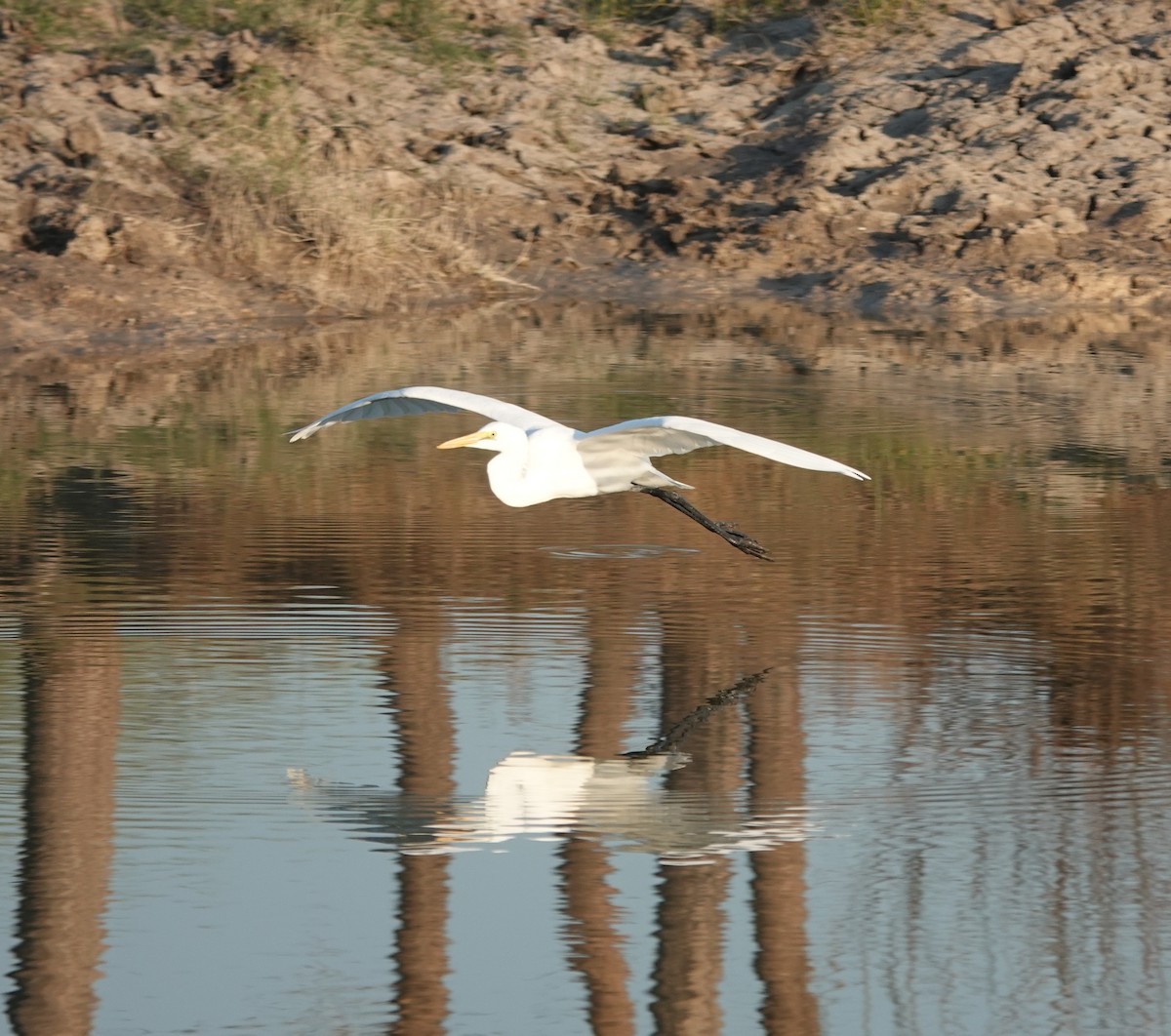 egretthegre - ML646970893