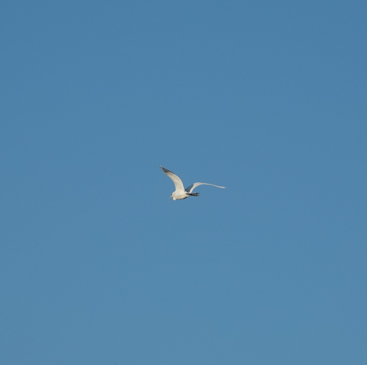 egretthegre - ML646970894