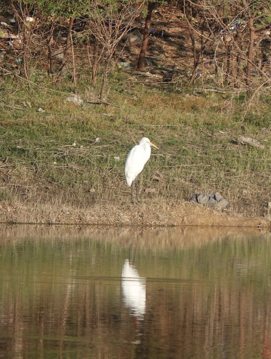 egretthegre - ML646970895