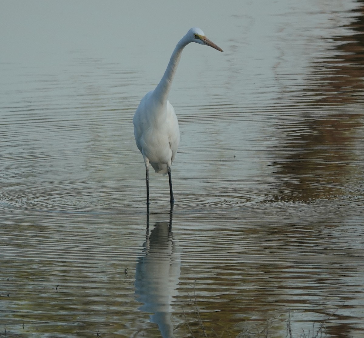 egretthegre - ML646970896