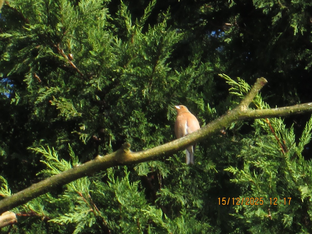 Common Chaffinch - ML646970897