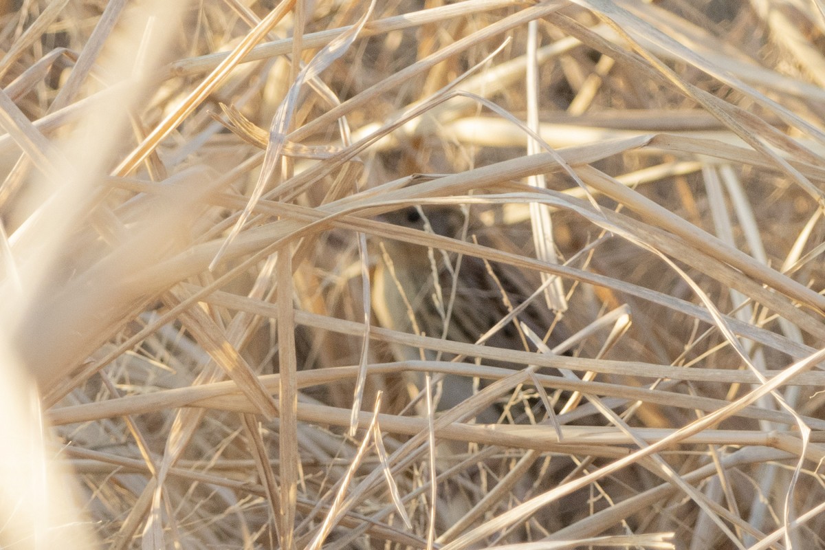 LeConte's Sparrow - ML646970898