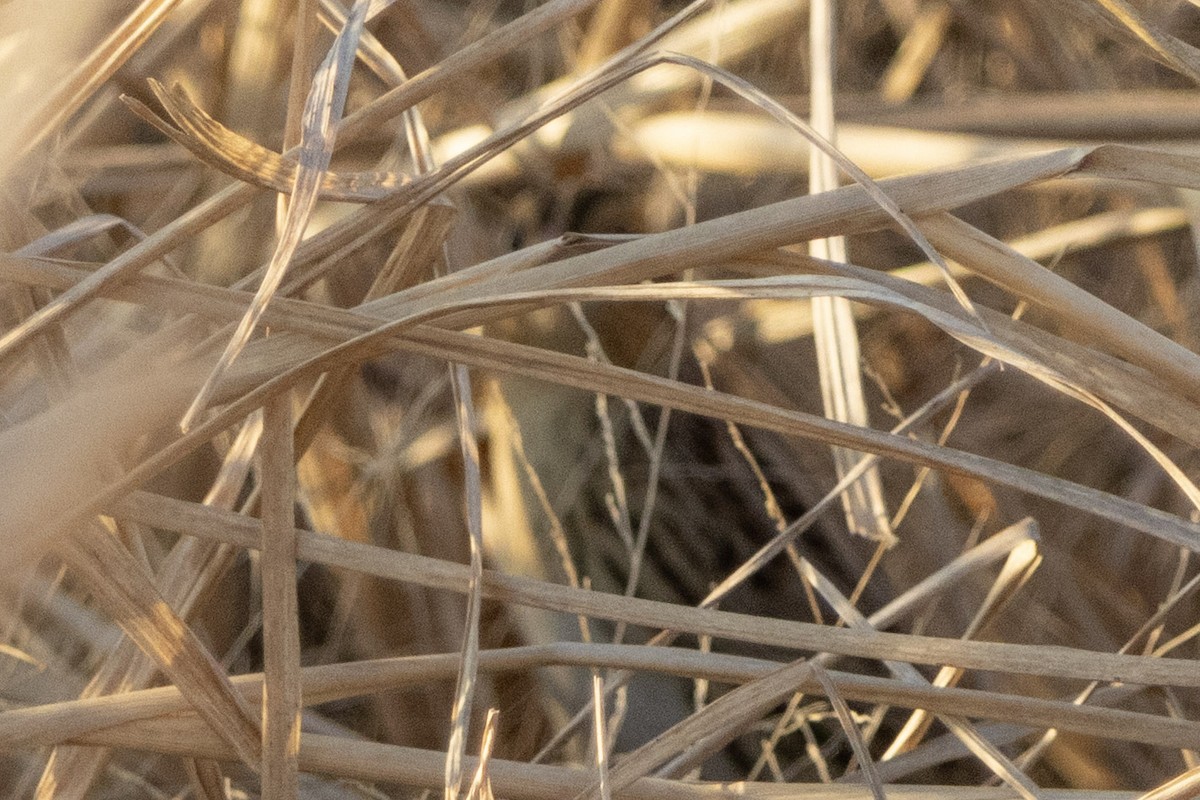 LeConte's Sparrow - ML646970899