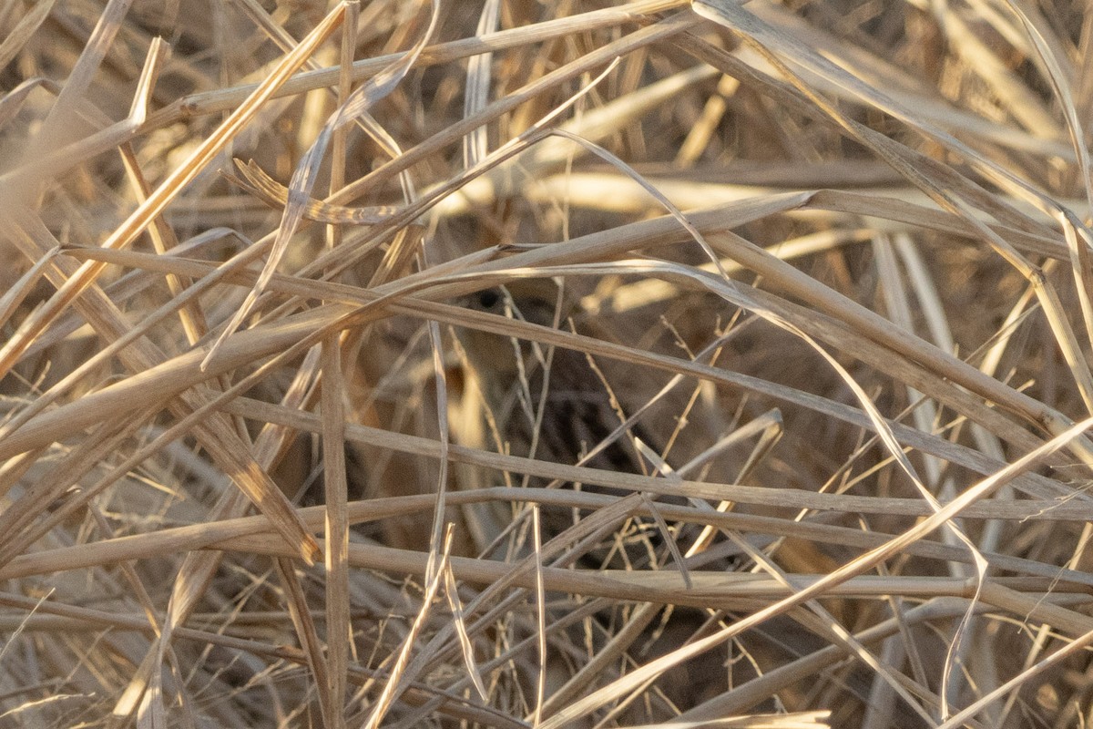LeConte's Sparrow - ML646970900