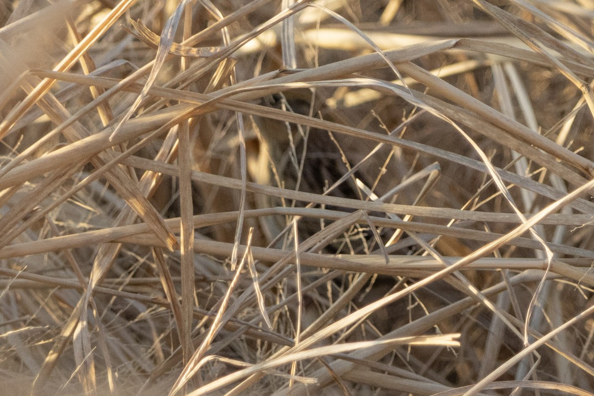 LeConte's Sparrow - ML646970901