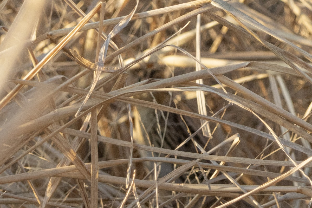 LeConte's Sparrow - ML646970902