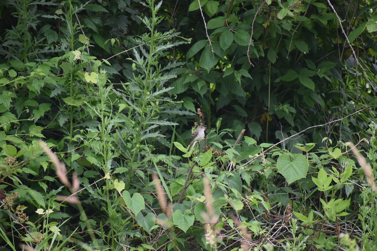 Alder/Willow Flycatcher (Traill's Flycatcher) - ML646970904