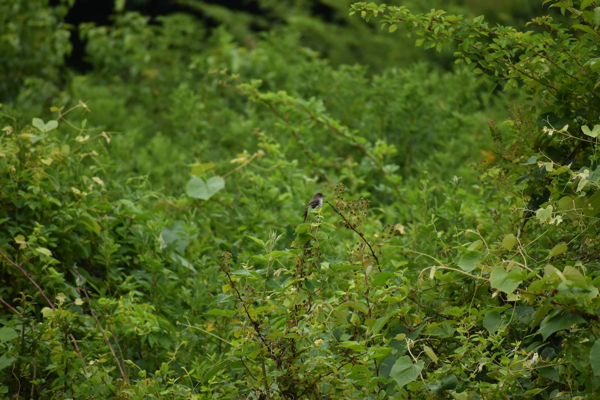 Alder/Willow Flycatcher (Traill's Flycatcher) - ML646970906