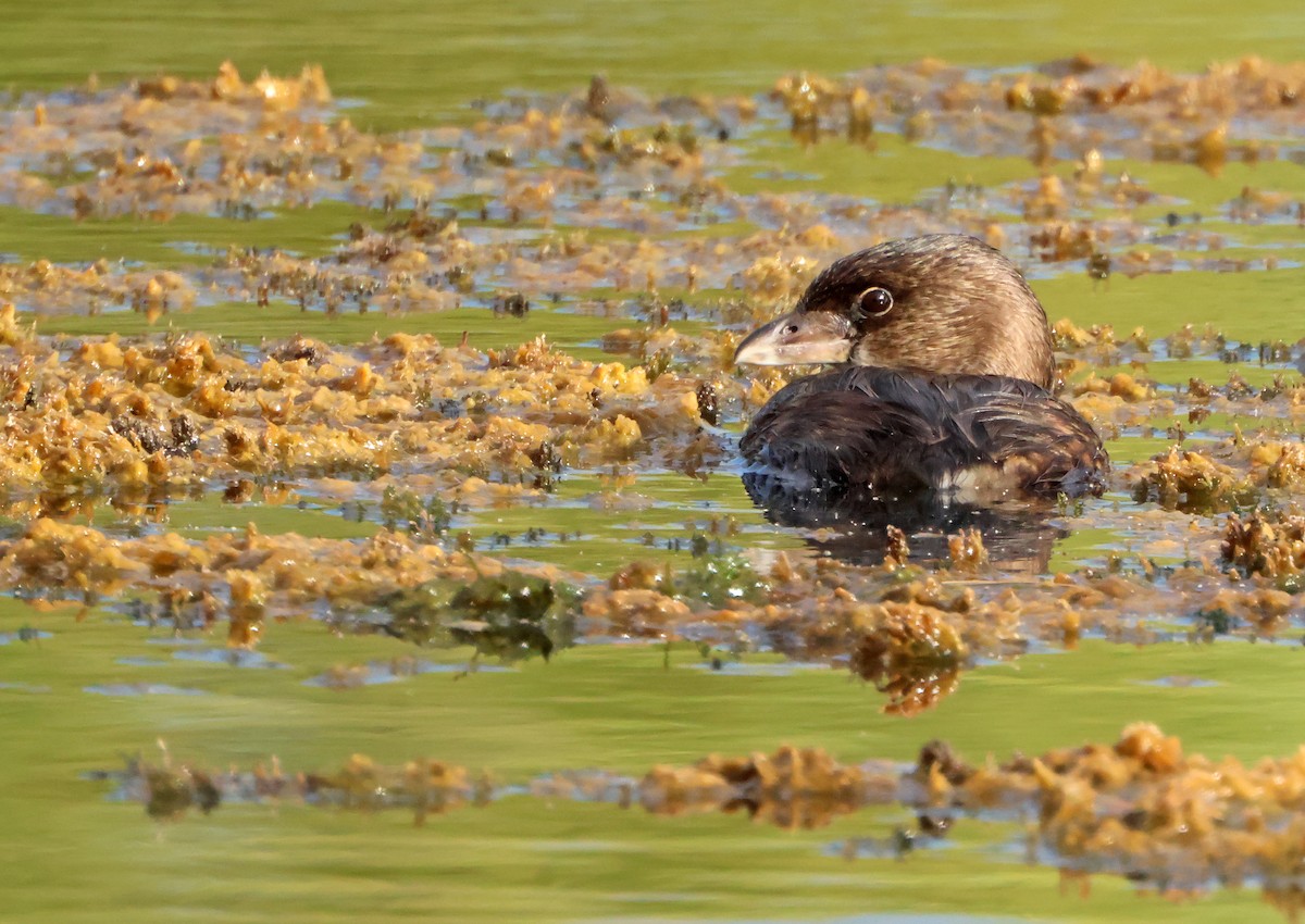 Pied-billed Grebe - ML646970908