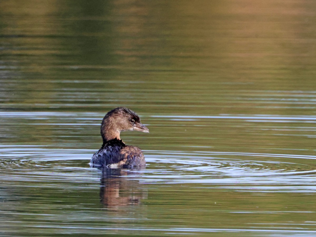 Pied-billed Grebe - ML646970909