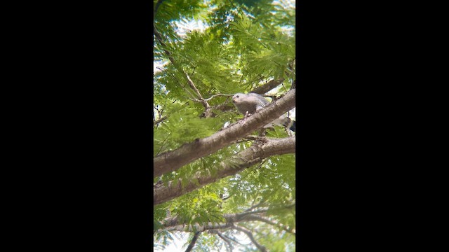 Gray Hawk - ML646970910