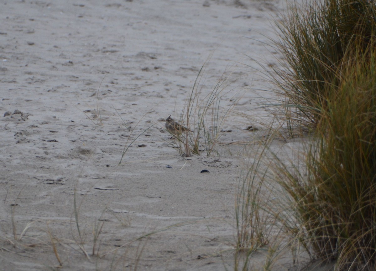 Crested Lark - ML646970911