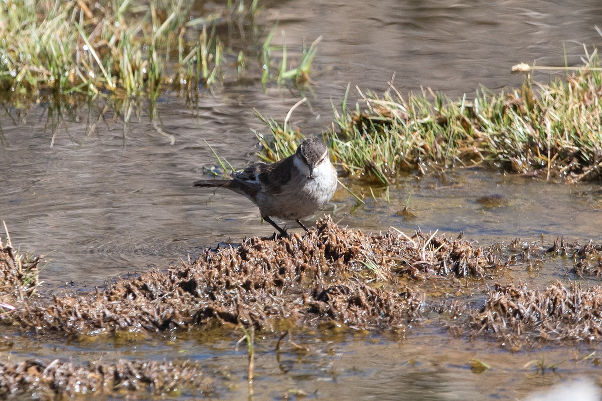 White-throated Sierra Finch - ML646970913