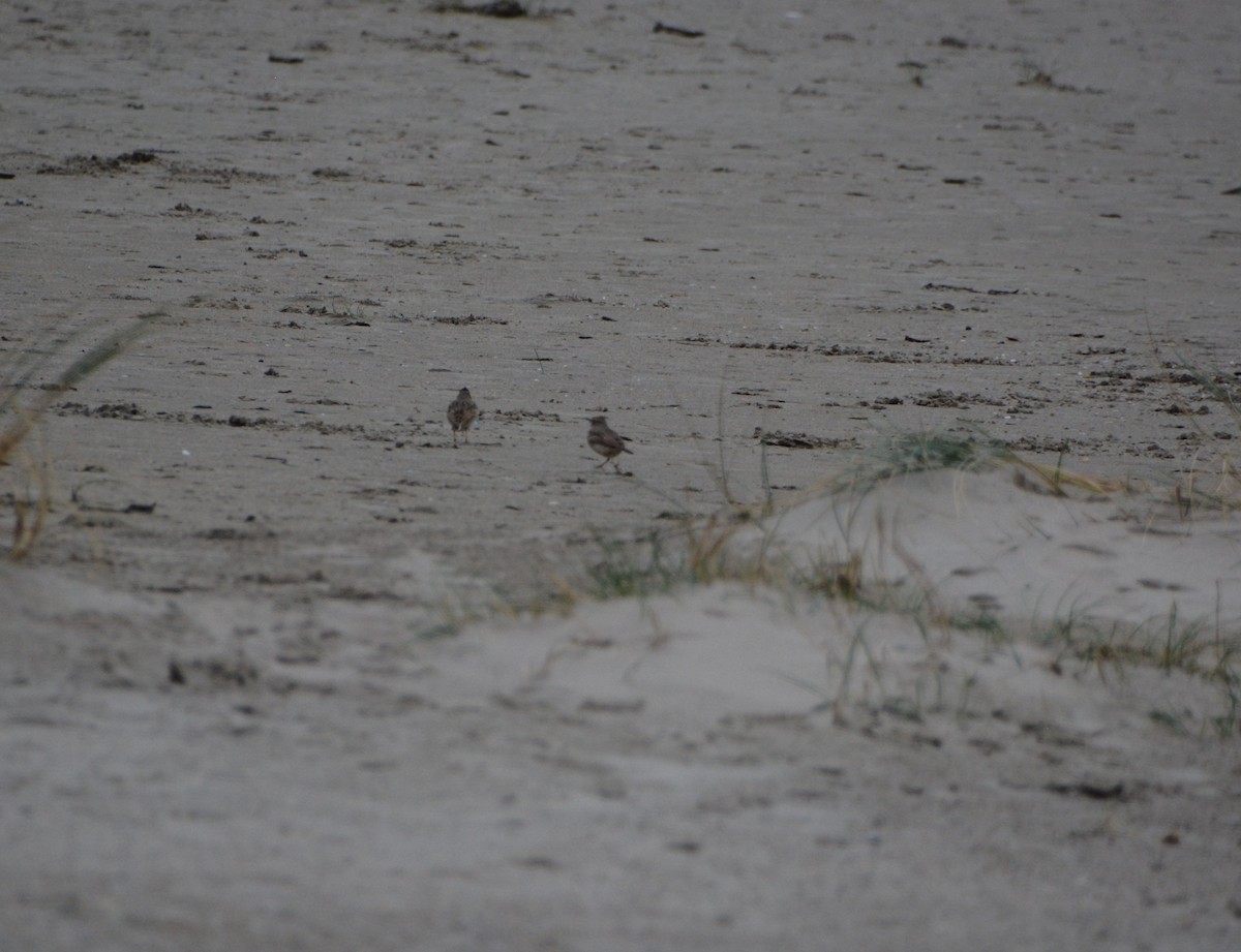 Crested Lark - ML646970915
