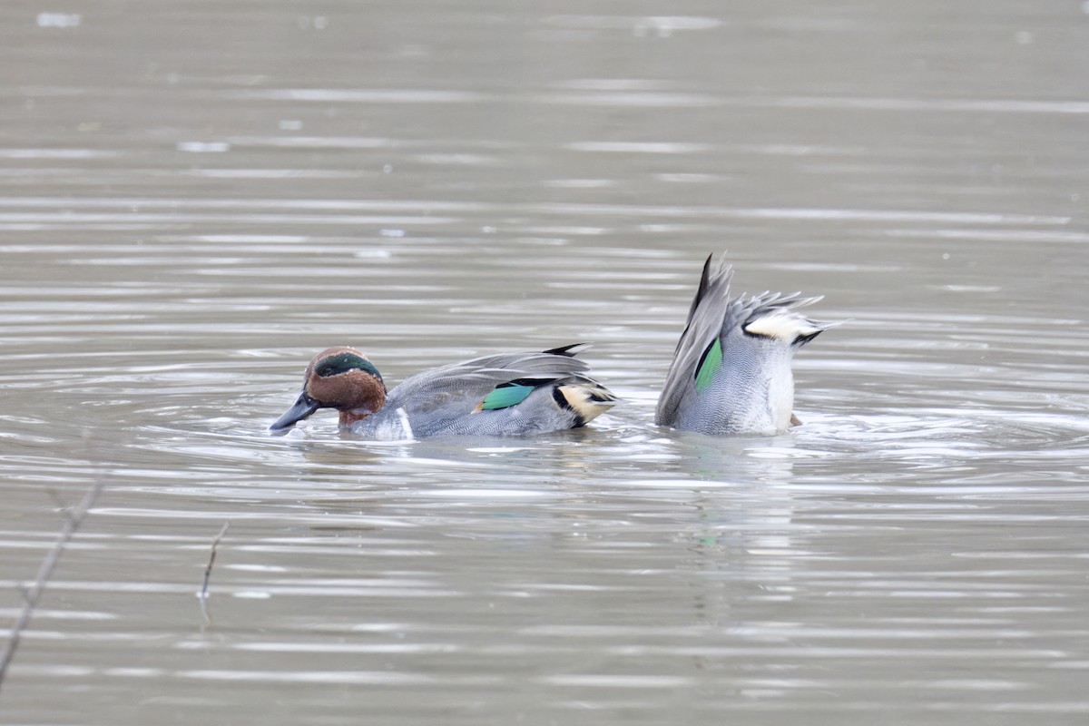 Green-winged Teal - ML646970918