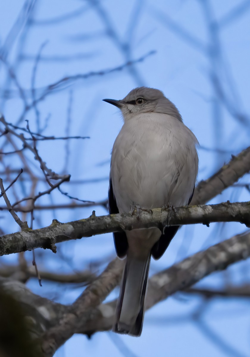 Northern Mockingbird - ML646970919
