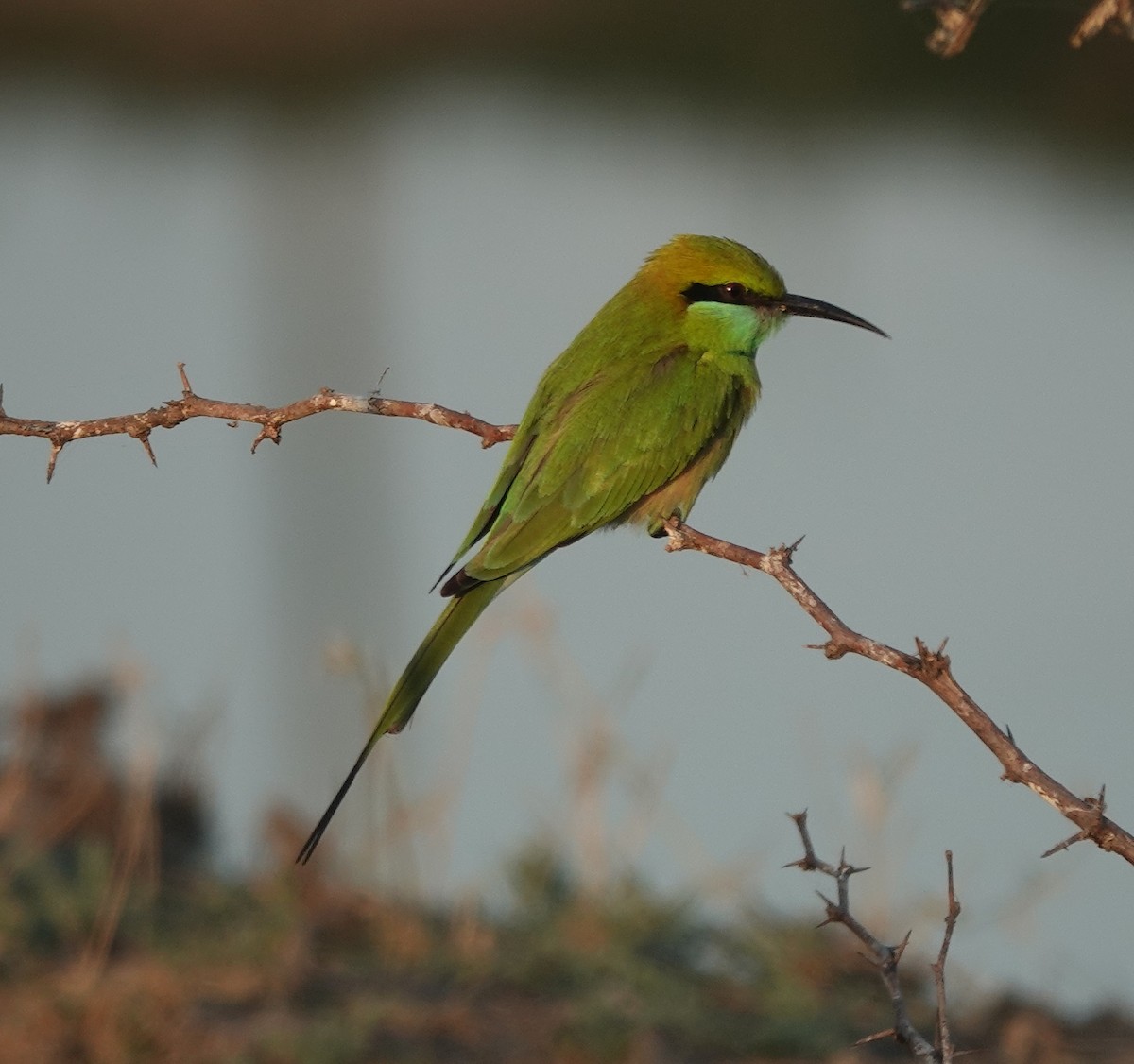 Asian Green Bee-eater - ML646970920