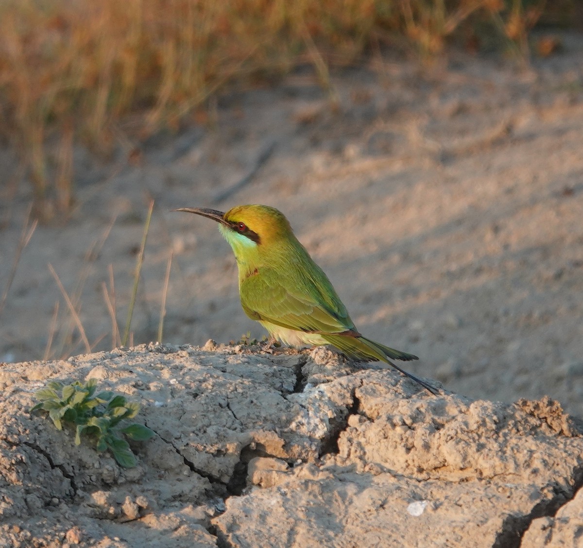 Asian Green Bee-eater - ML646970921