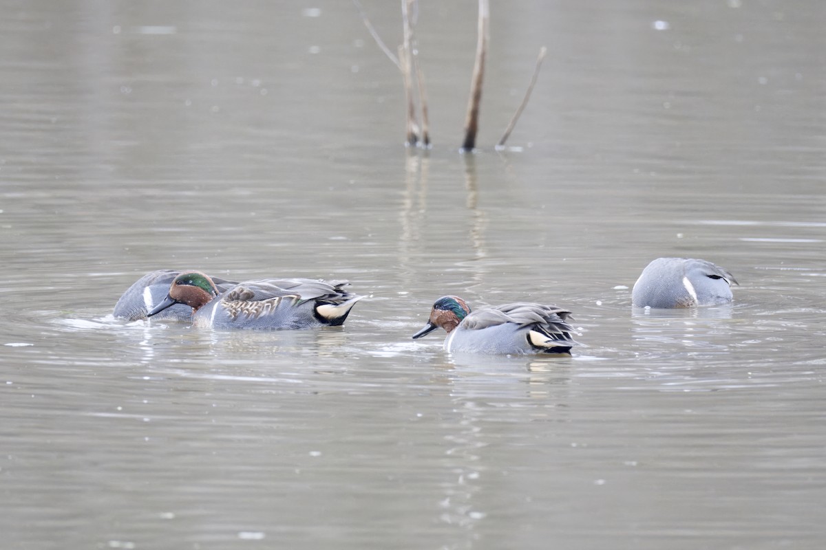Green-winged Teal - ML646970924