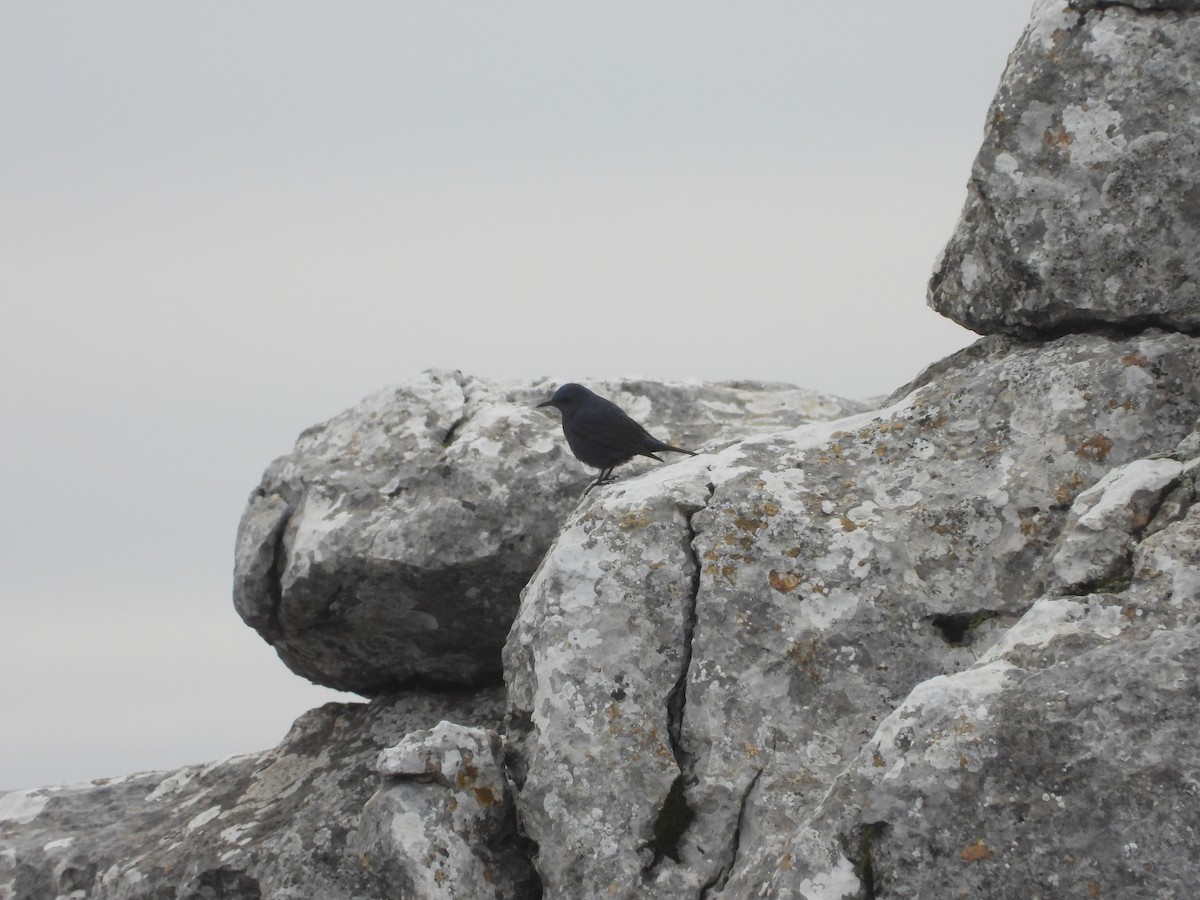 Blue Rock-Thrush - ML646970925