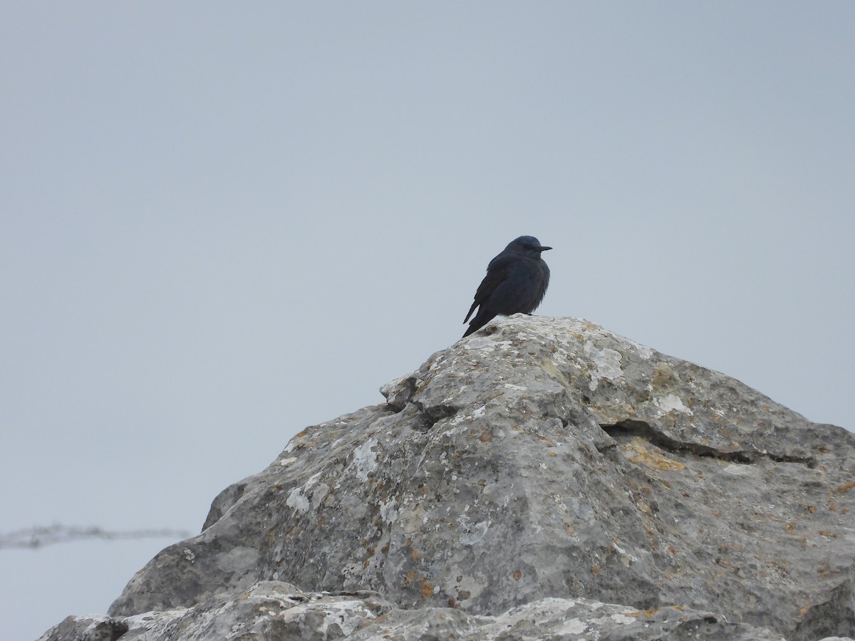 Blue Rock-Thrush - ML646970926