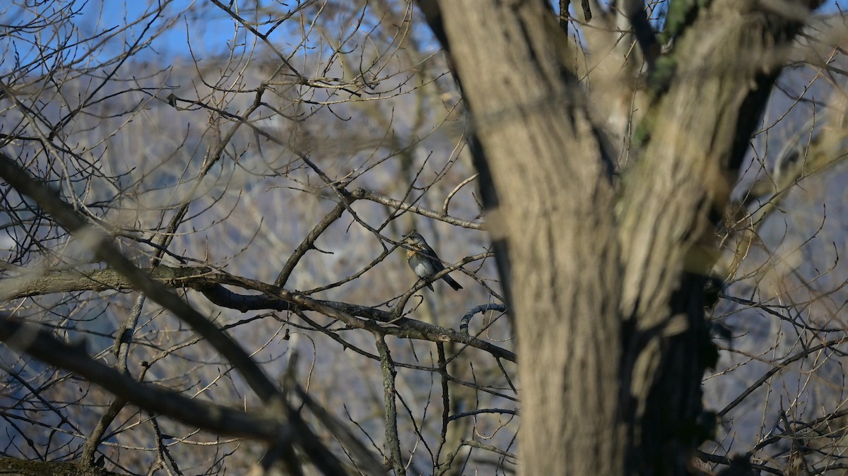 Fieldfare - ML646970927