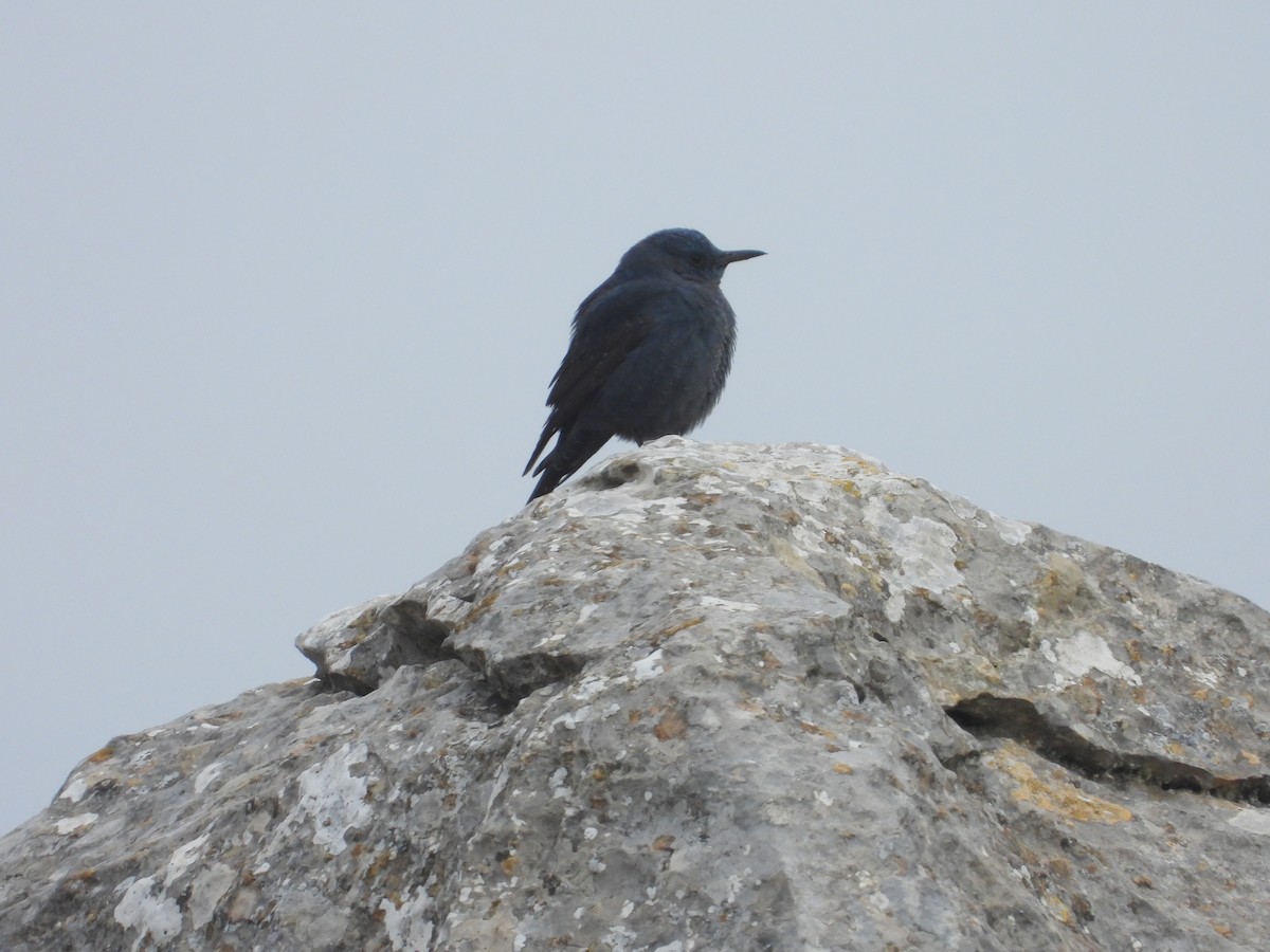 Blue Rock-Thrush - ML646970928