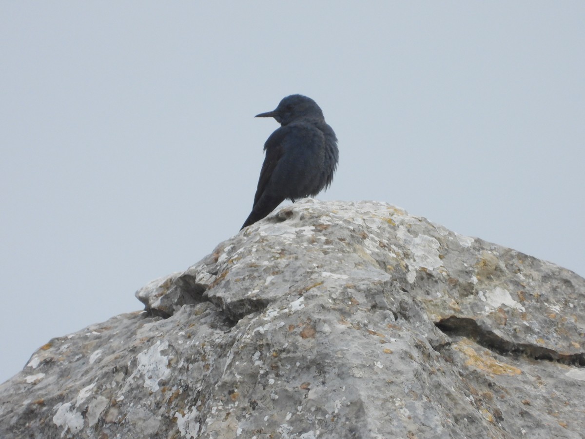Blue Rock-Thrush - ML646970929