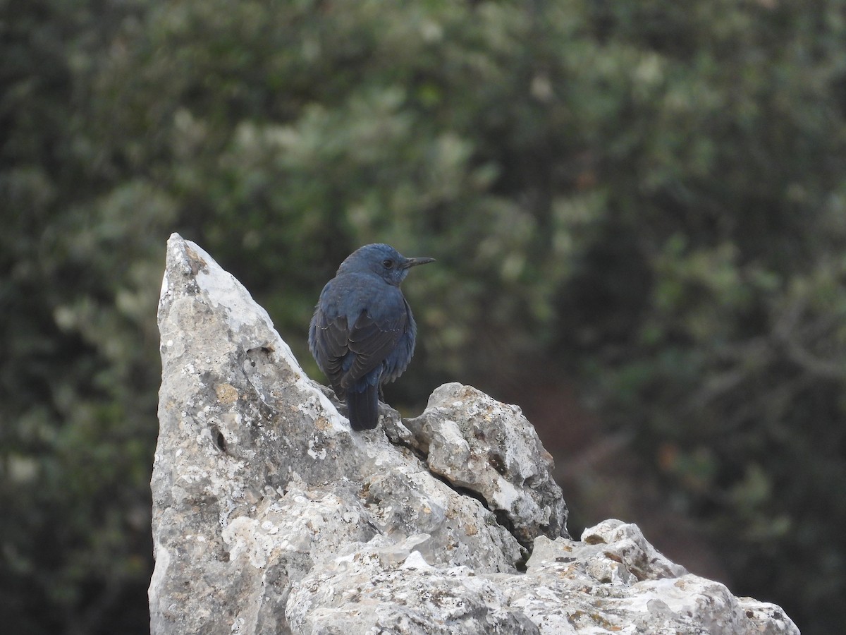 Blue Rock-Thrush - ML646970930