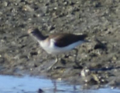 Common Sandpiper - ML646970931