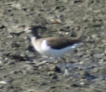 Common Sandpiper - ML646970932