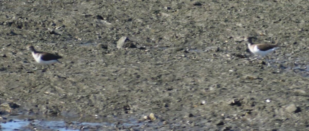 Common Sandpiper - ML646970933