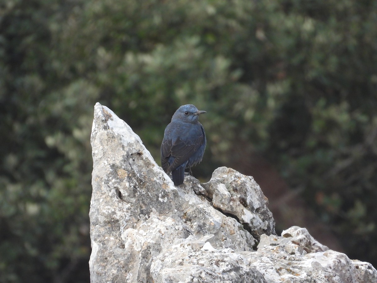 Blue Rock-Thrush - ML646970934