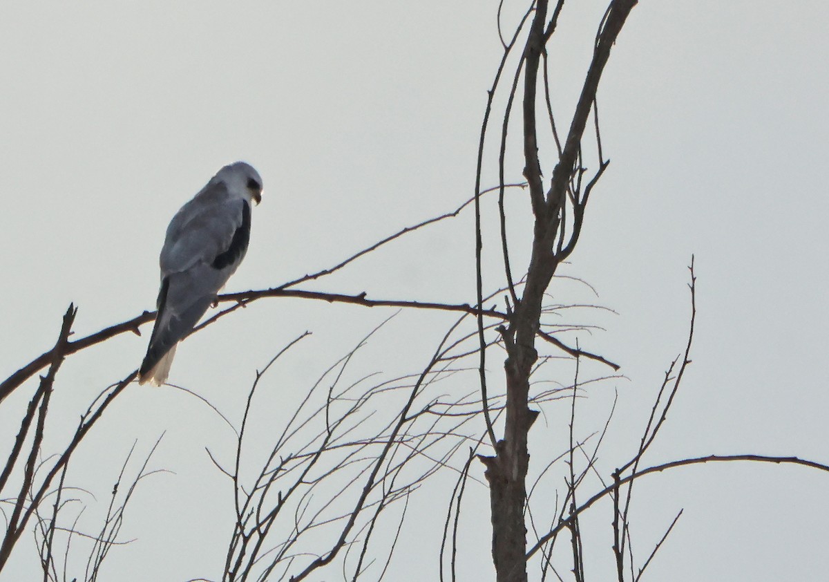 White-tailed Kite - ML646970935