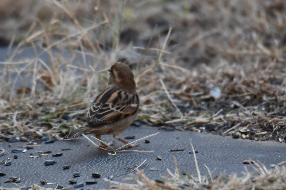 House Sparrow - ML646970936