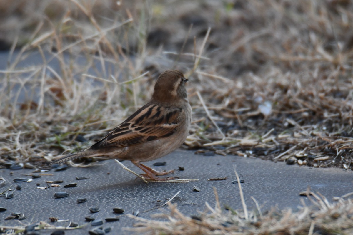 House Sparrow - ML646970937
