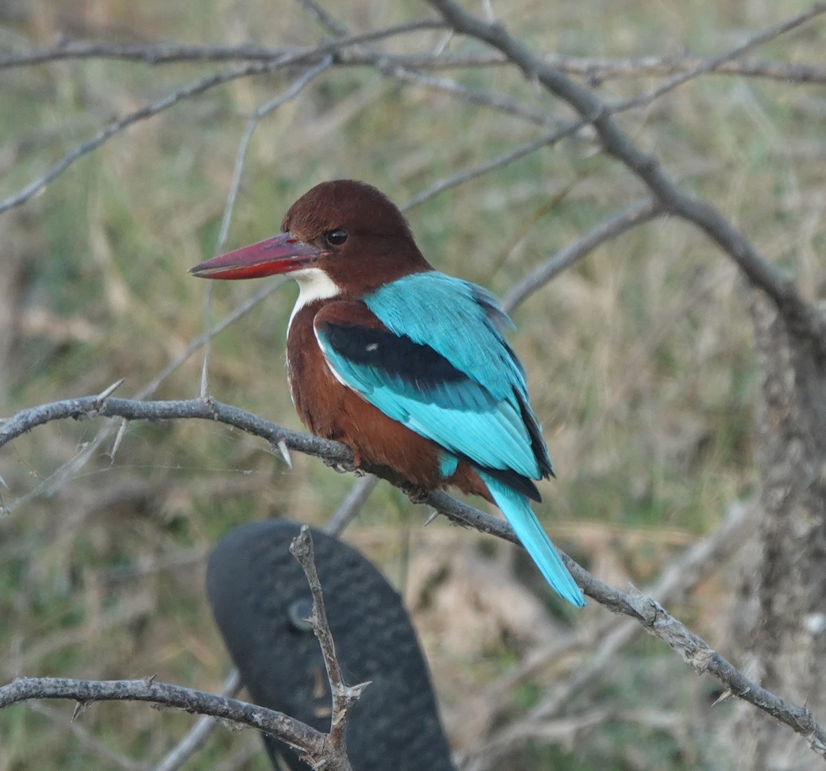 kastanjeisfugl - ML646970941